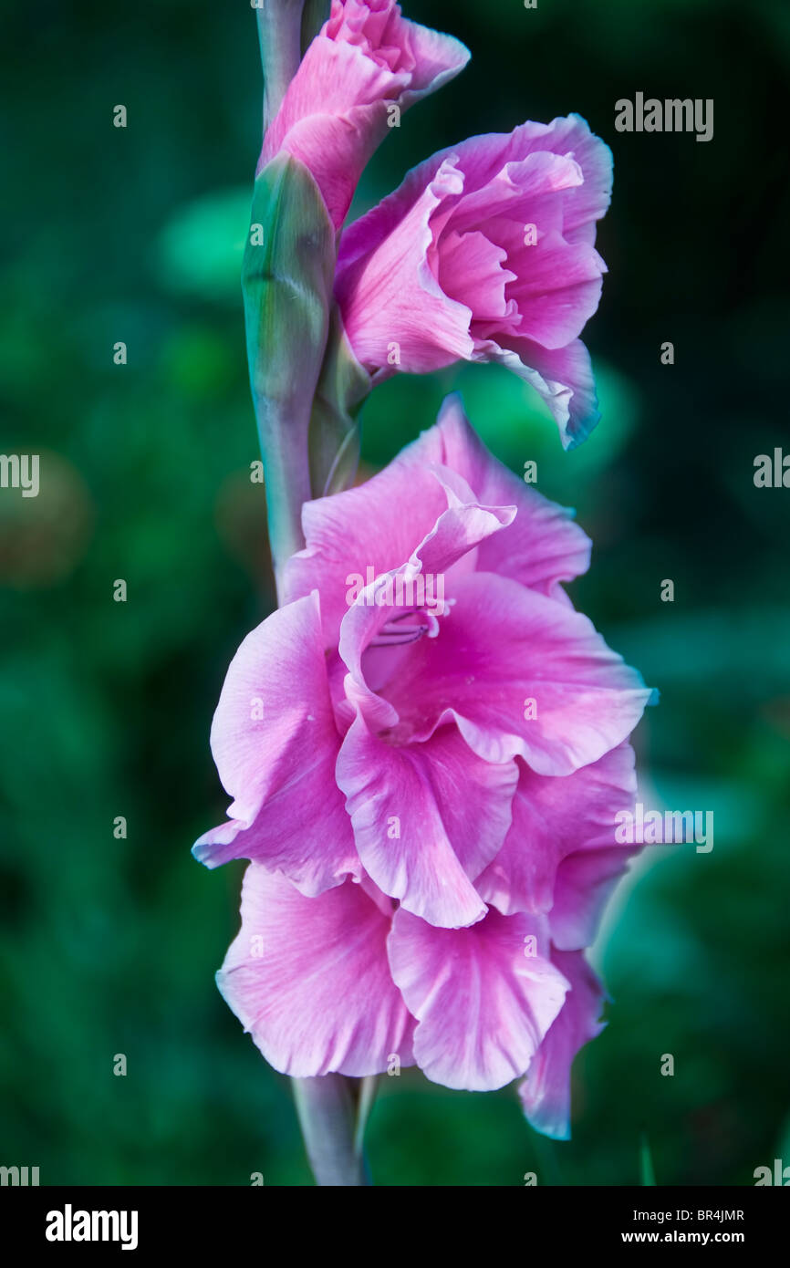 Rosa Blumen Stockfoto