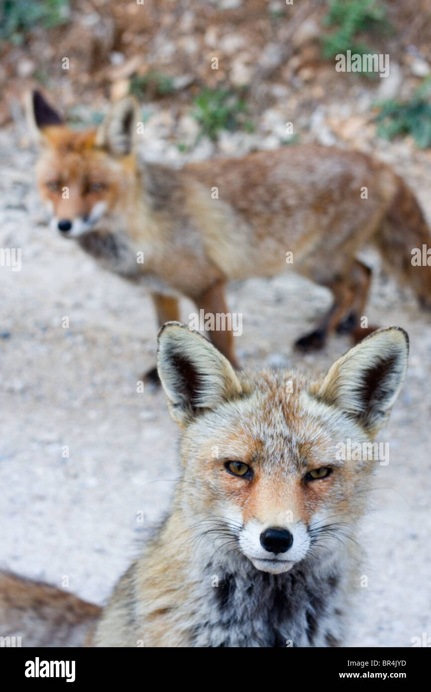 Rotfuchs (Vulpes Vulpes), Nationalpark Cazorla, Provinz Jaen, Spanien Stockfoto