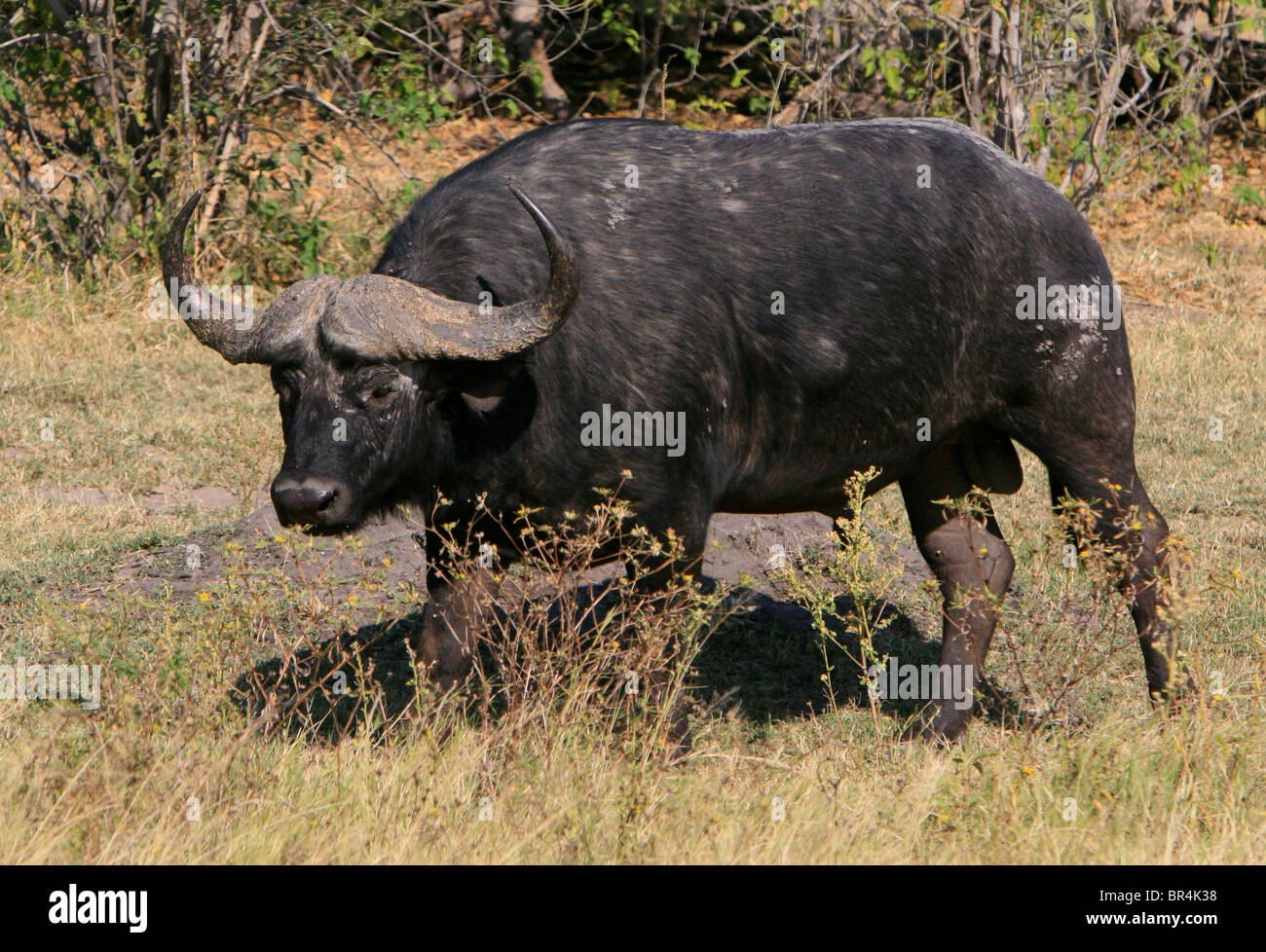 Cape Buffalo bull Stockfoto