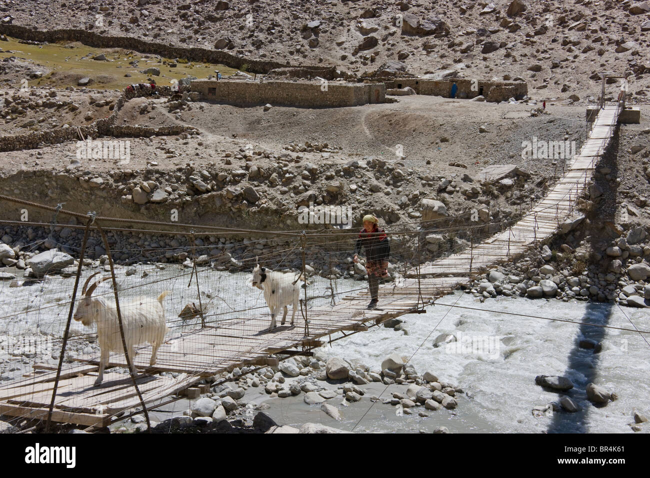 Bergziegen auf der Brücke über den Fluss im Karakorum-Gebirge, Pamir-Plateau, Xinjiang, China Stockfoto