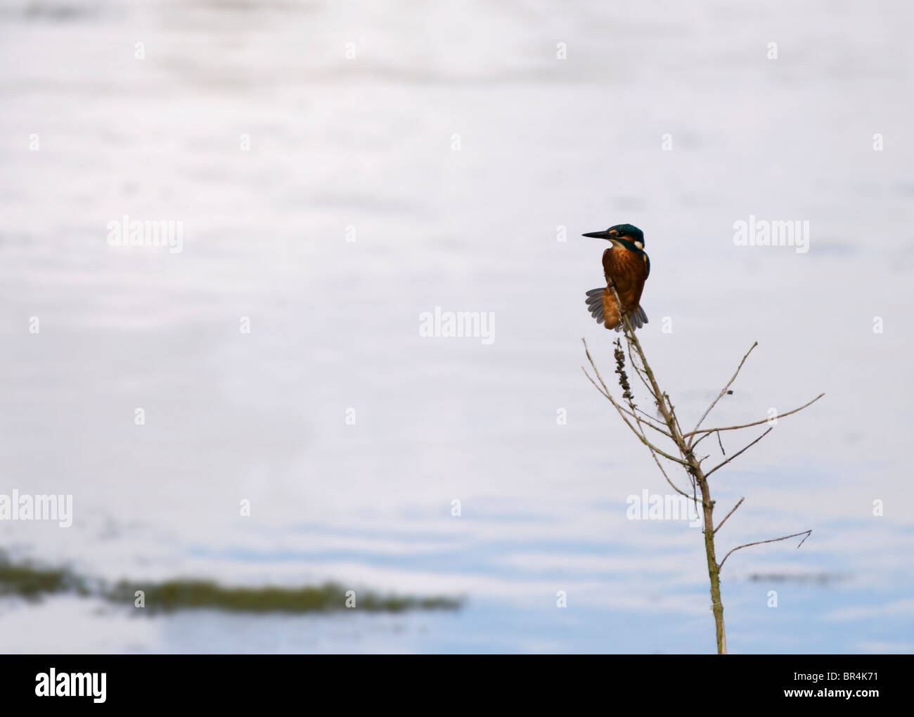 Eisvogel thront Stockfoto