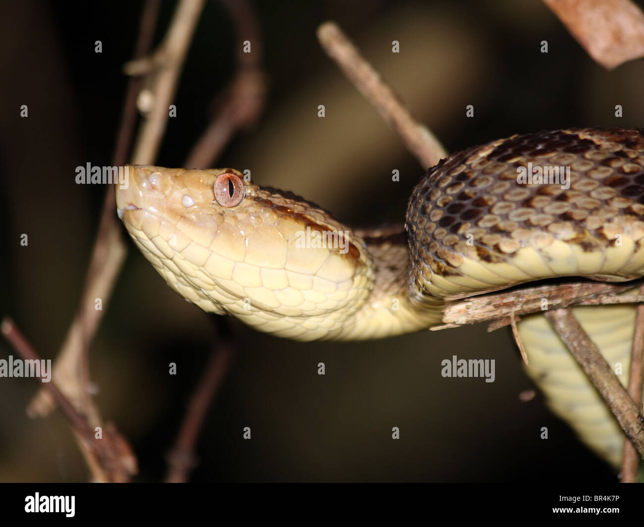 Eine Lanzenotter (Bothrops Asper) in Costa Rica (tödlichste Schlange in Mittelamerika) Stockfoto