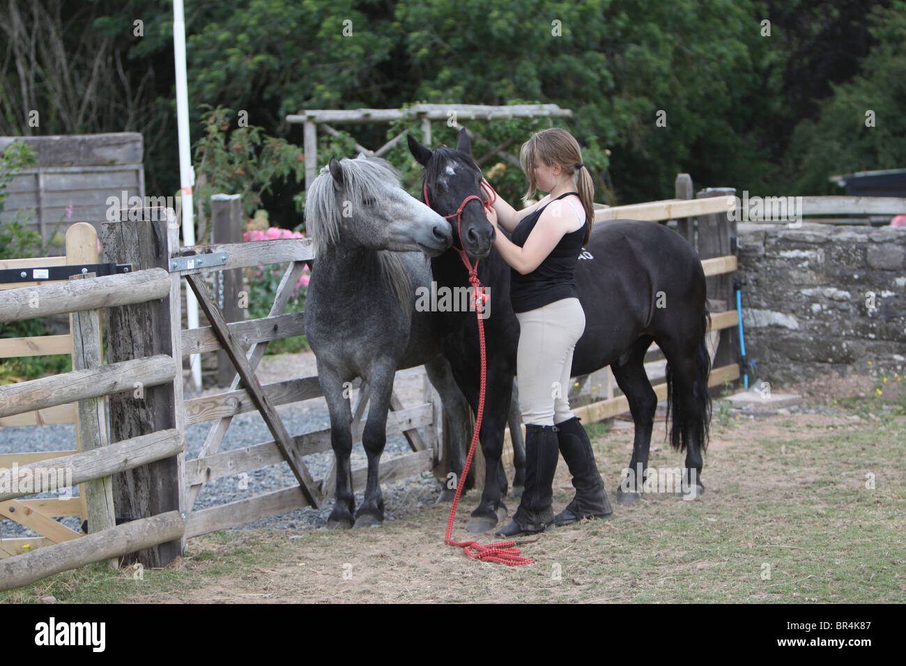 Teenager-Mädchen fangen ein schwarzes Pony in einem Feld Stockfoto