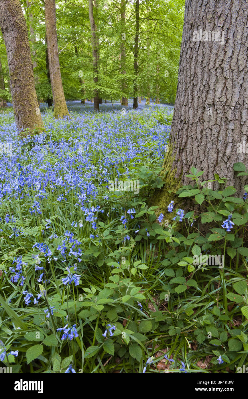 Glockenblumen im Forest of Dean Bradley Hill, niedriger Soudley, Gloucestershire Stockfoto