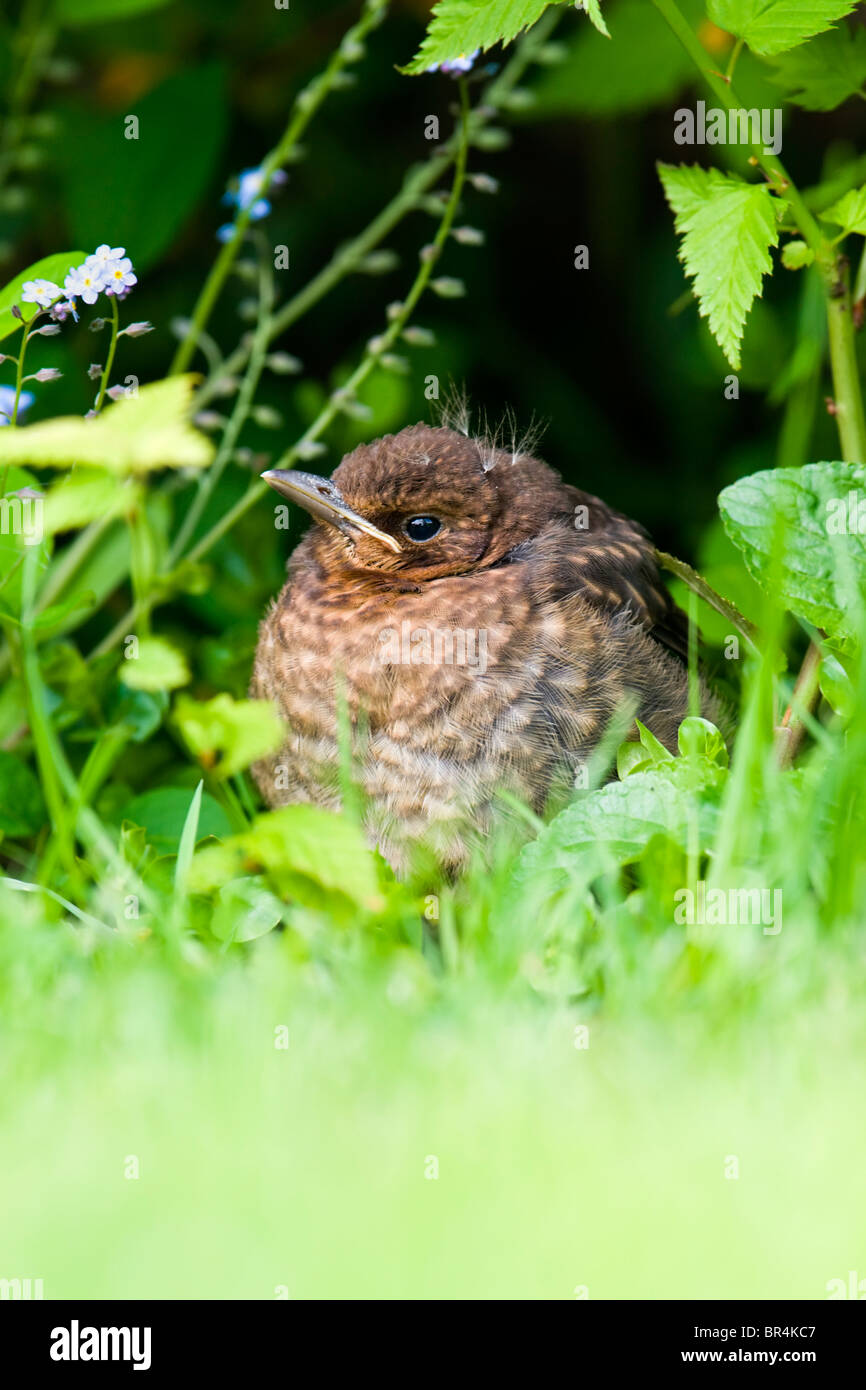 Junge Amsel versteckt im Unterholz Stockfoto