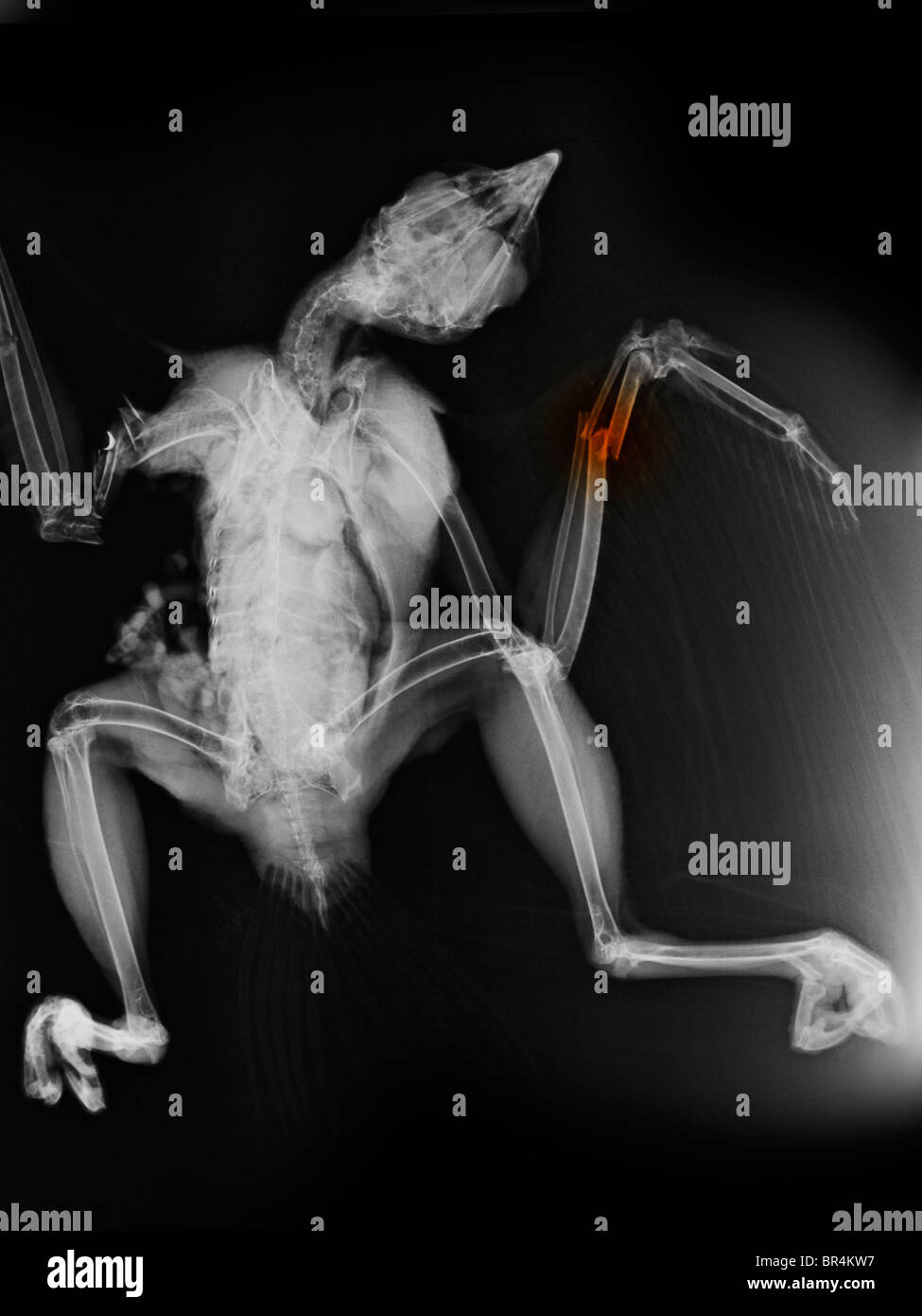 x-ray eine rot - angebundener Falke, der getötet wurde, wenn es von einem Auto angefahren wurde Stockfoto