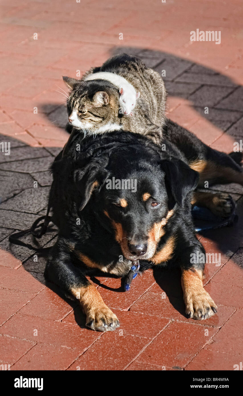 Mausklick auf eine Katze auf einen Hund in Santa Barbara, Kalifornien. Stockfoto