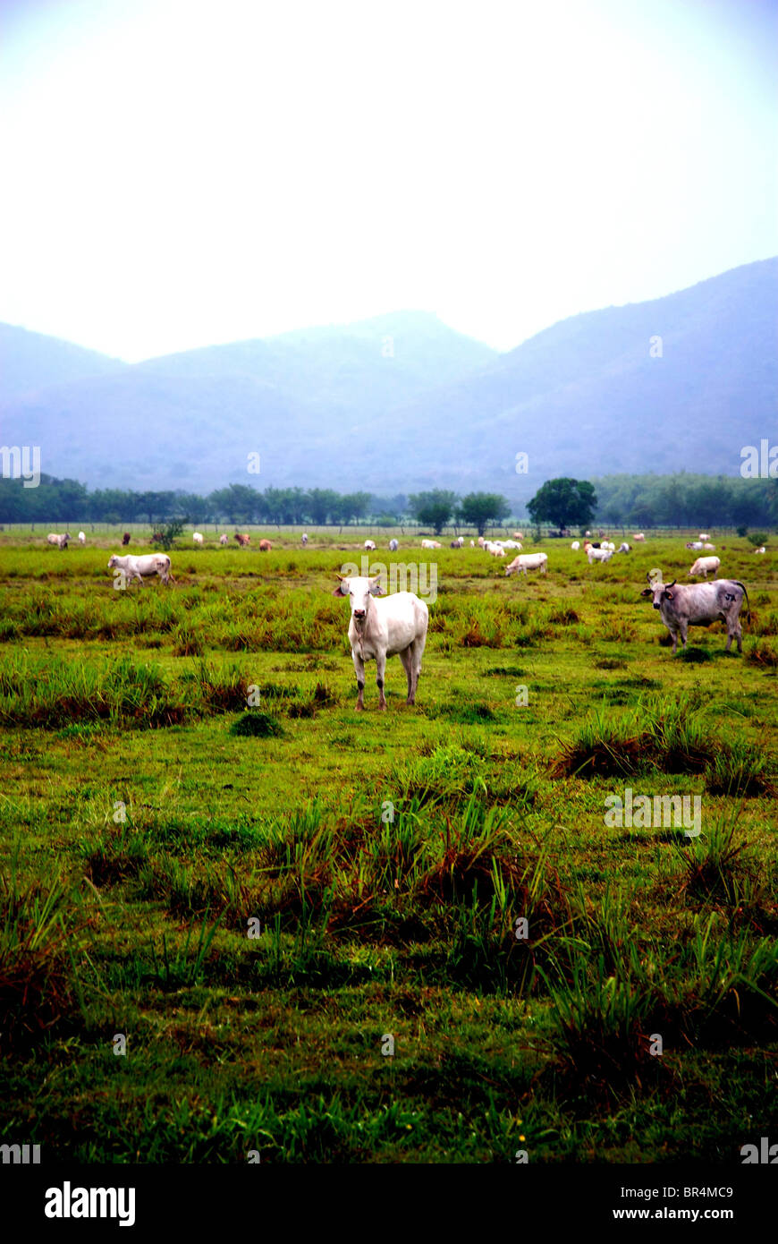 Kuh im Feld Stockfoto