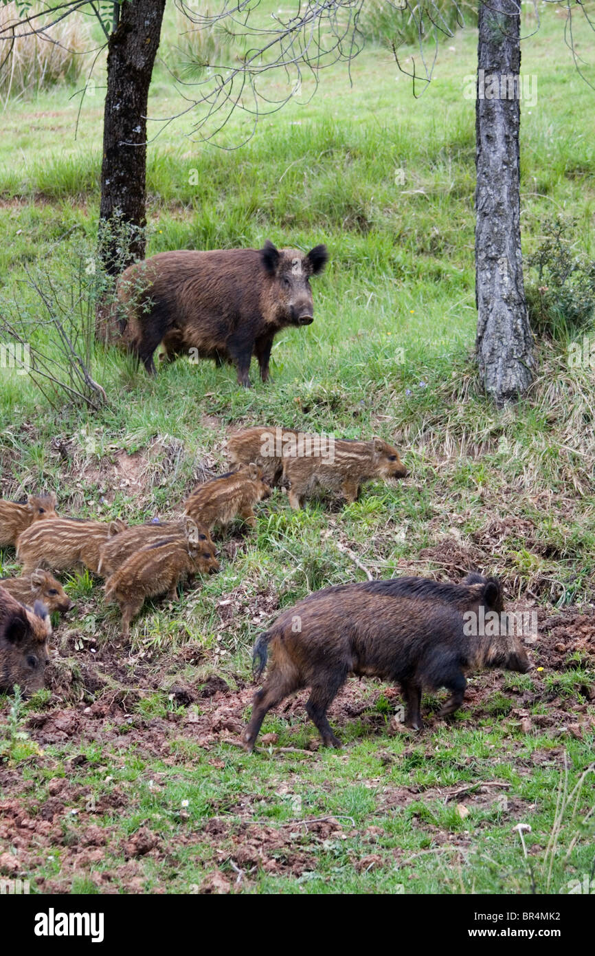 Iberische Wildschwein (Sus Scrofa Baeticus) mit Ferkeln, Nationalpark Cazorla, Provinz Jaen, Andalusien, Spanien Stockfoto