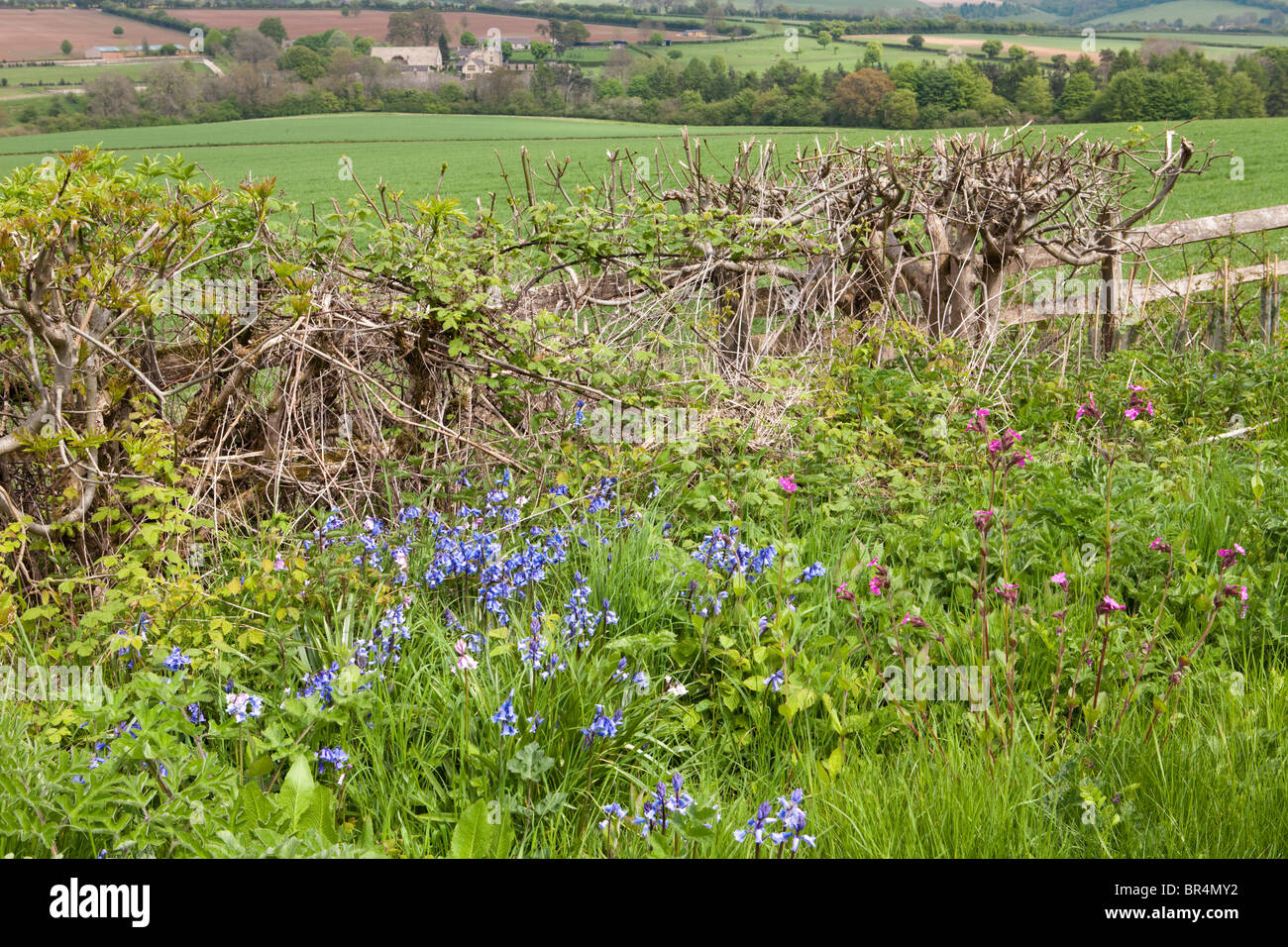 Glockenblumen in den Rand in der Nähe von Cotswold Dorf des Guiting Power, Gloucestershire Stockfoto