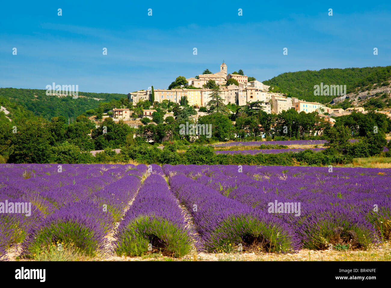 Europa, Frankreich, Alpes-de-Haute-Provence (04), Lavendel Feld vor Banon Stockfoto