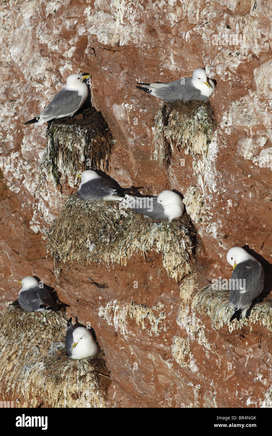 Vogelschutzgebiet auf Felsen mit Zucht schwarz-legged Dreizehenmöwen (Rissa Tridactyla), Helgoland, Deutschland Stockfoto