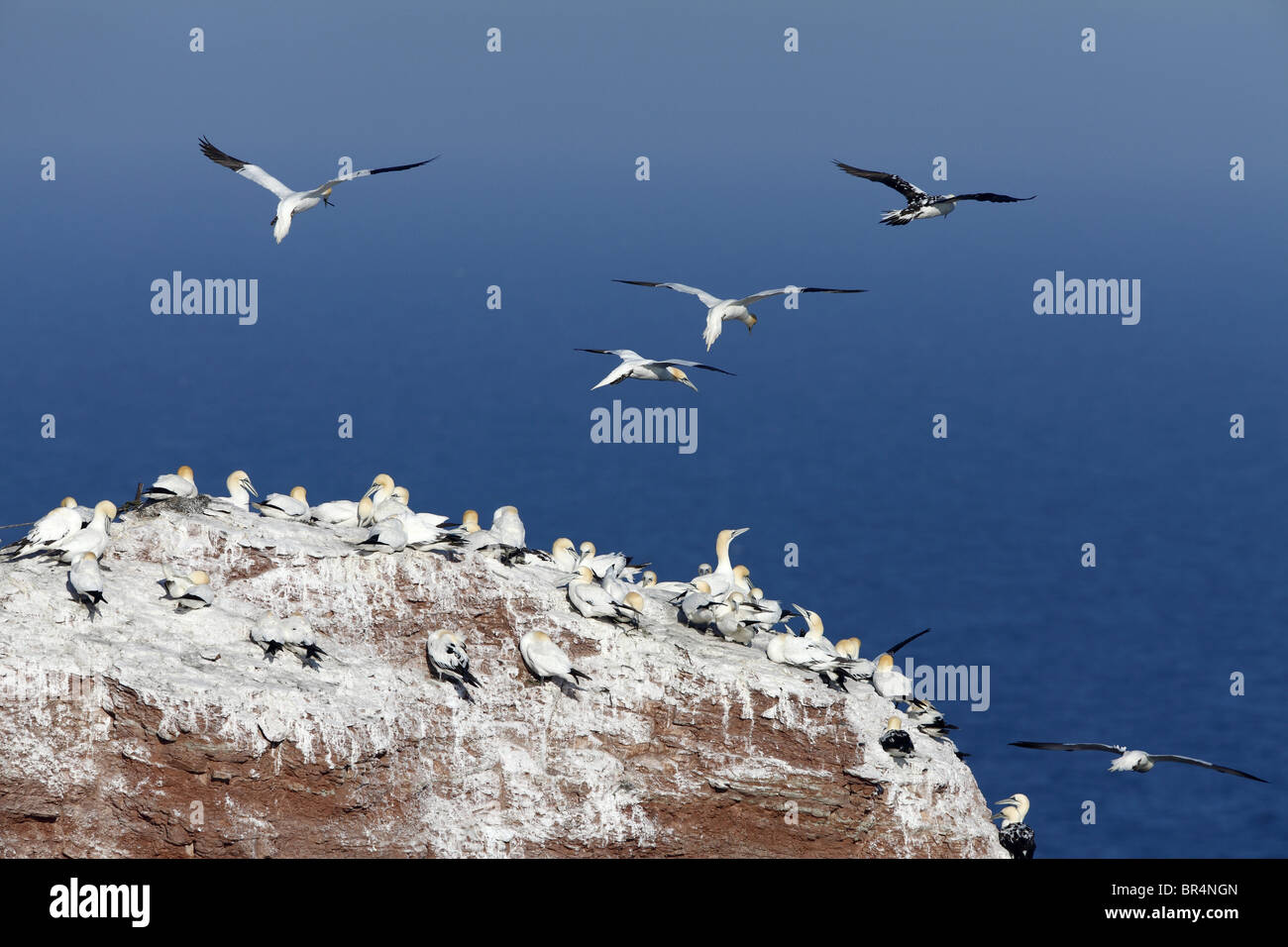 Vogelschutzgebiet auf Felsen mit Zucht Basstölpel (Morus Bassanus), Helgoland, Deutschland Stockfoto
