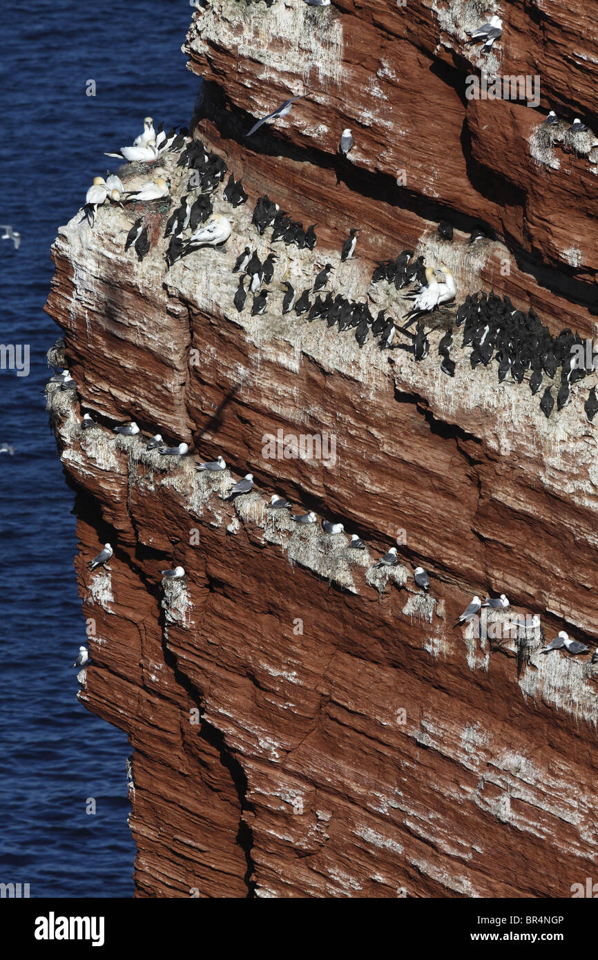 Vogelschutzgebiet Zucht gemeinsame wärmeren (Uria Aalge) schwarz-legged Dreizehenmöwen (Rissa Tridactyla) Basstölpel (Morus Bassanus) Stockfoto