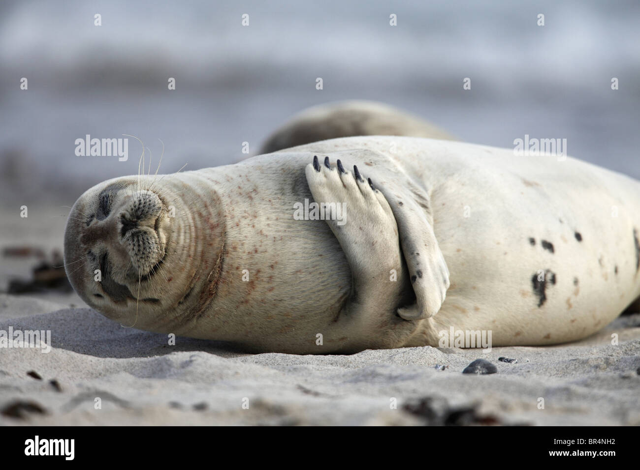 Seehunde (Phoca Vitulina) am Strand, Helgoland, Deutschland Stockfoto