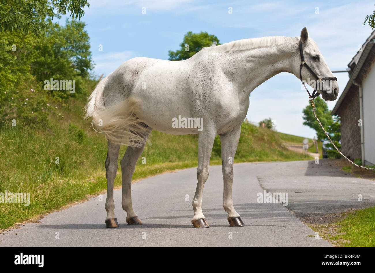 Weißes Pferd stehend auf Straße Stockfoto