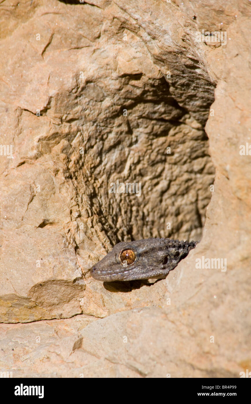 Maurischer Gecko (Tarentola Mauritanica) in eine Höhle, Nationalpark Cazorla, Provinz Jaen, Andalusien, Spanien Stockfoto
