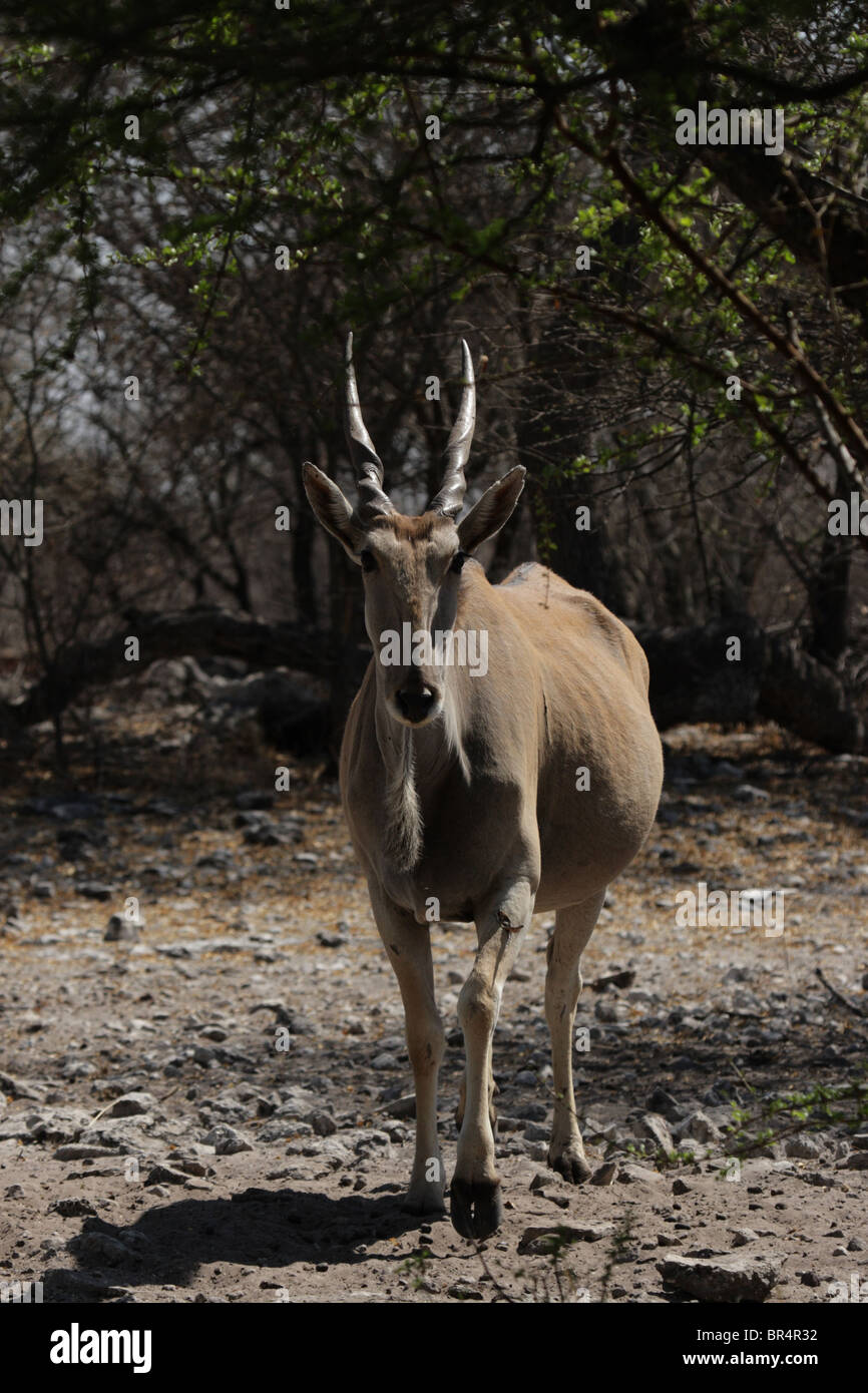 Neugierig Eland (Tauro Oryx) schaut in die Kamera. Schuss getroffen in Botswana. Stockfoto