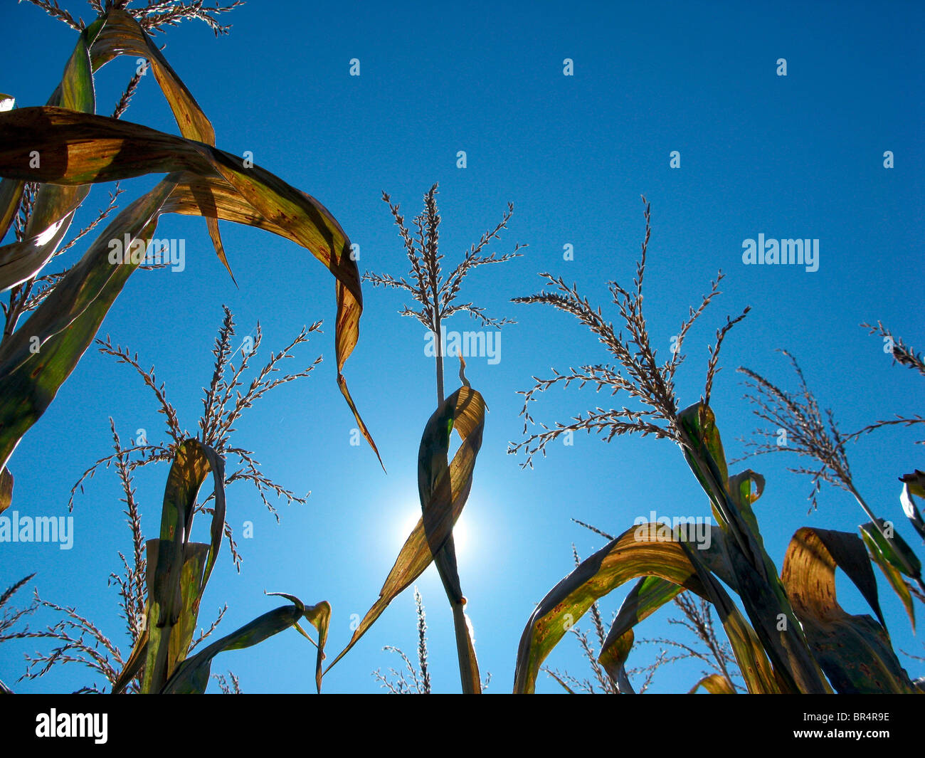 Nahaufnahme von Maisstauden mit Sonne und blauer Himmel im Hintergrund. Stockfoto