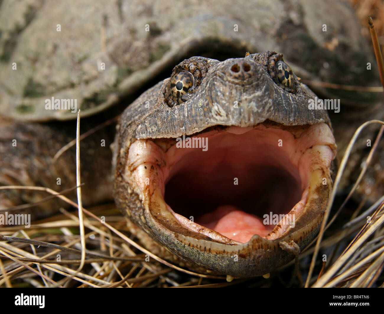 Eine Erwachsene weibliche gemeinsame Schnappschildkröte (Chelydra Serpentina) Stockfoto