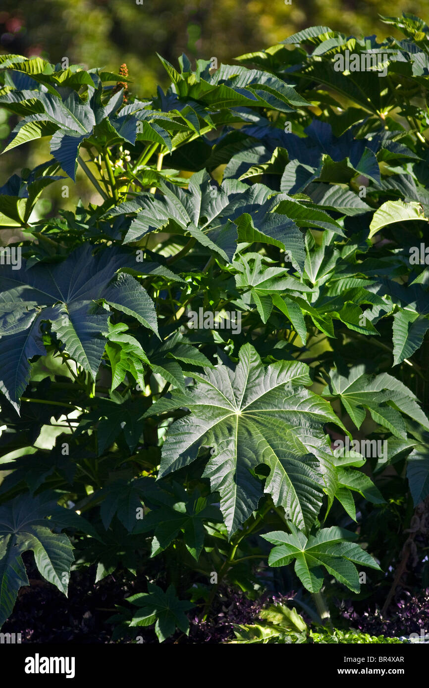 Eine Rizinuspflanze Pflanze in einem Garten (Ricinus Communis Zanzibarensis). Ricin de Sansibar Dans un Jardin. Stockfoto