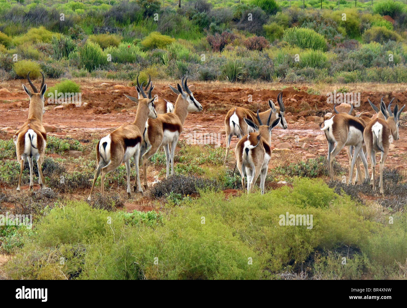 Südafrika: Springboks (Antilopen) Stockfoto