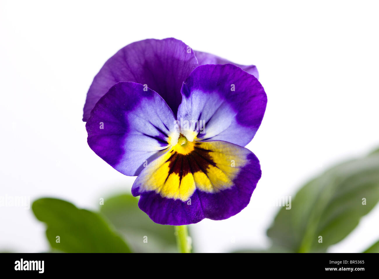 Ein einziges Lila und Gelb Viola Blume vor einem weißen Hintergrund Stockfoto