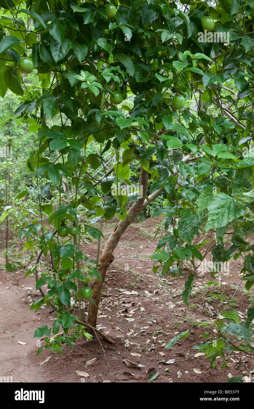 Sansibar, Tansania. Guave Baum. Stockfoto