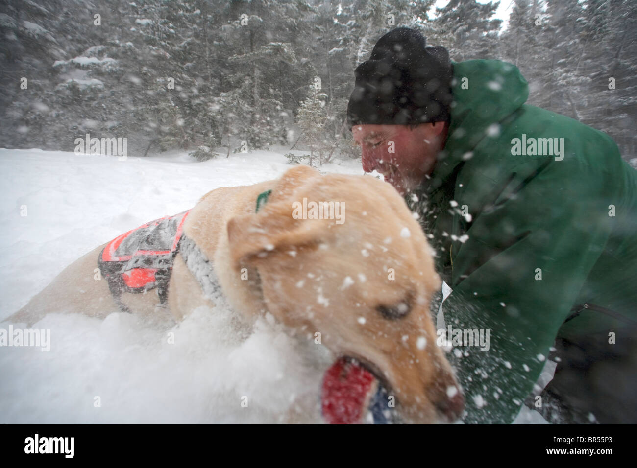 Ein ausgebildeter Hund der Such- und Rettungsdienst erhält seine Belohnung Spielzeit im Schnee mit einem Seil und Ball. Stockfoto