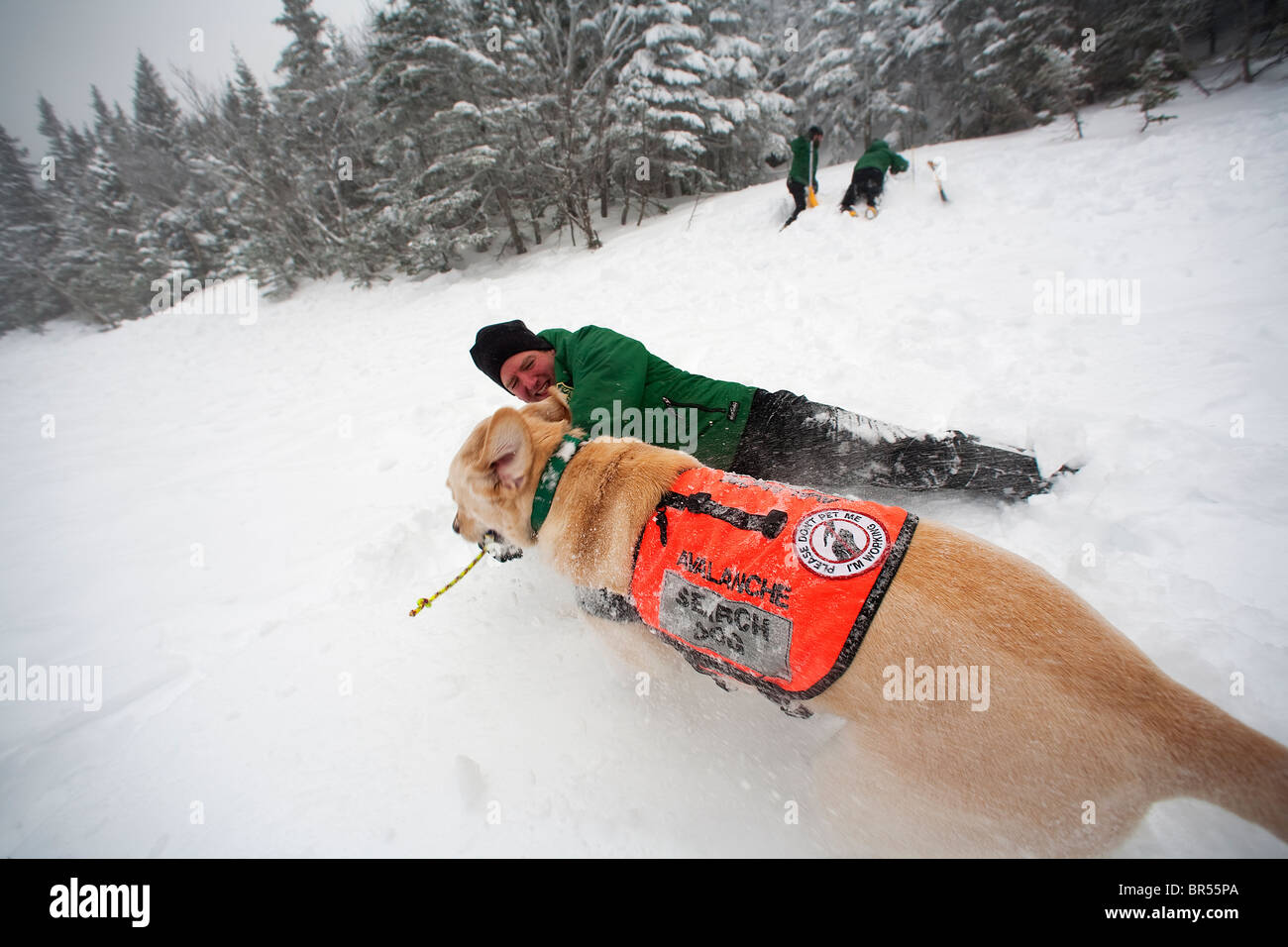Ein ausgebildeter Hund der Such- und Rettungsdienst erhält seine Belohnung Spielzeit im Schnee mit einem Seil und Ball. Stockfoto