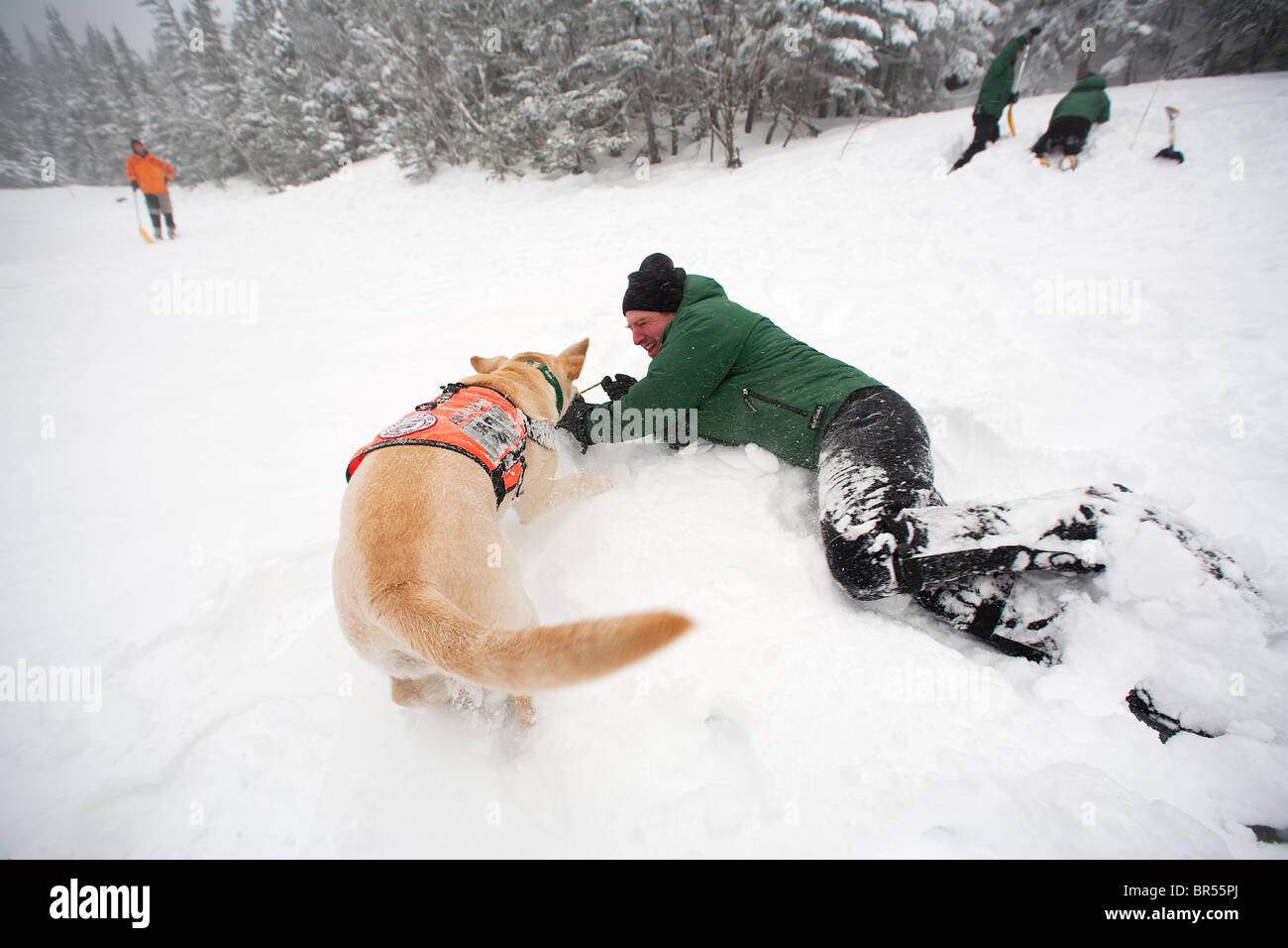 Ein ausgebildeter Hund der Such- und Rettungsdienst erhält seine Belohnung Spielzeit im Schnee mit einem Seil und Ball. Stockfoto