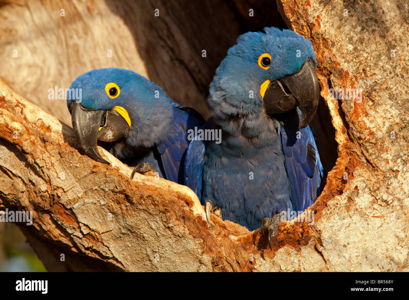 Hyazinth-Ara-paar im Nest Stockfoto