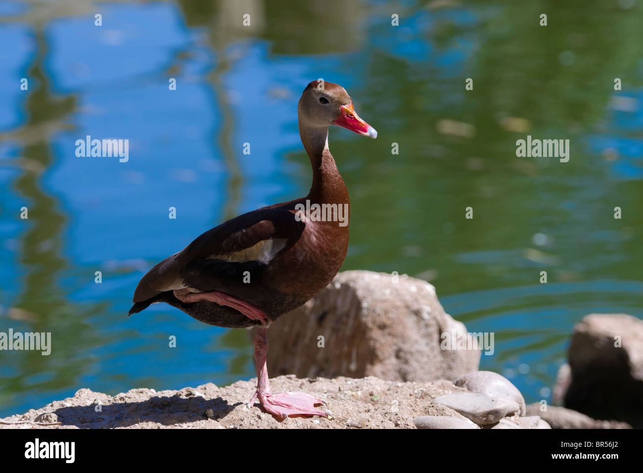 Schwarzbäuchigen Pfeifen-Ente (Dendrocygna Autumnalis) Stockfoto