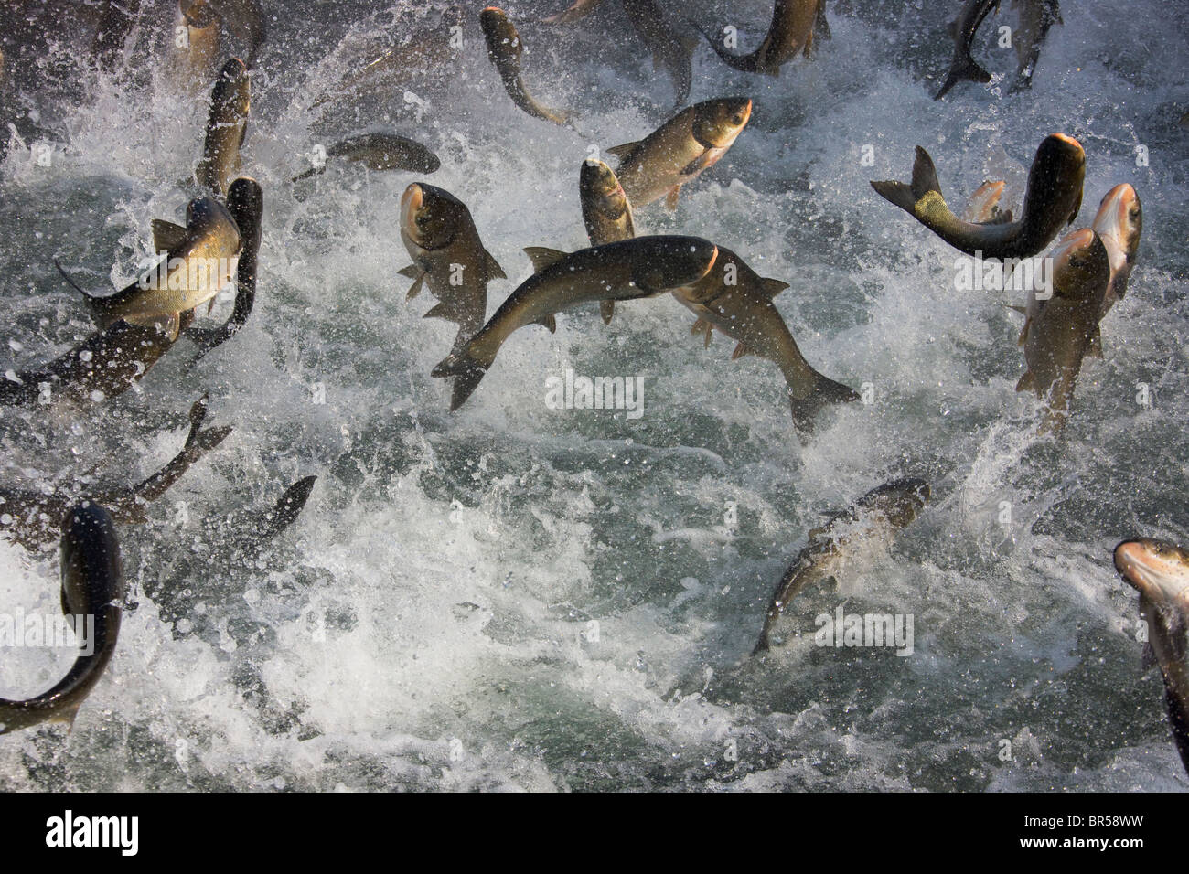 Fische springen, Qiandao See (See tausend Insel), Jiande, Provinz Zhejiang, China Stockfoto