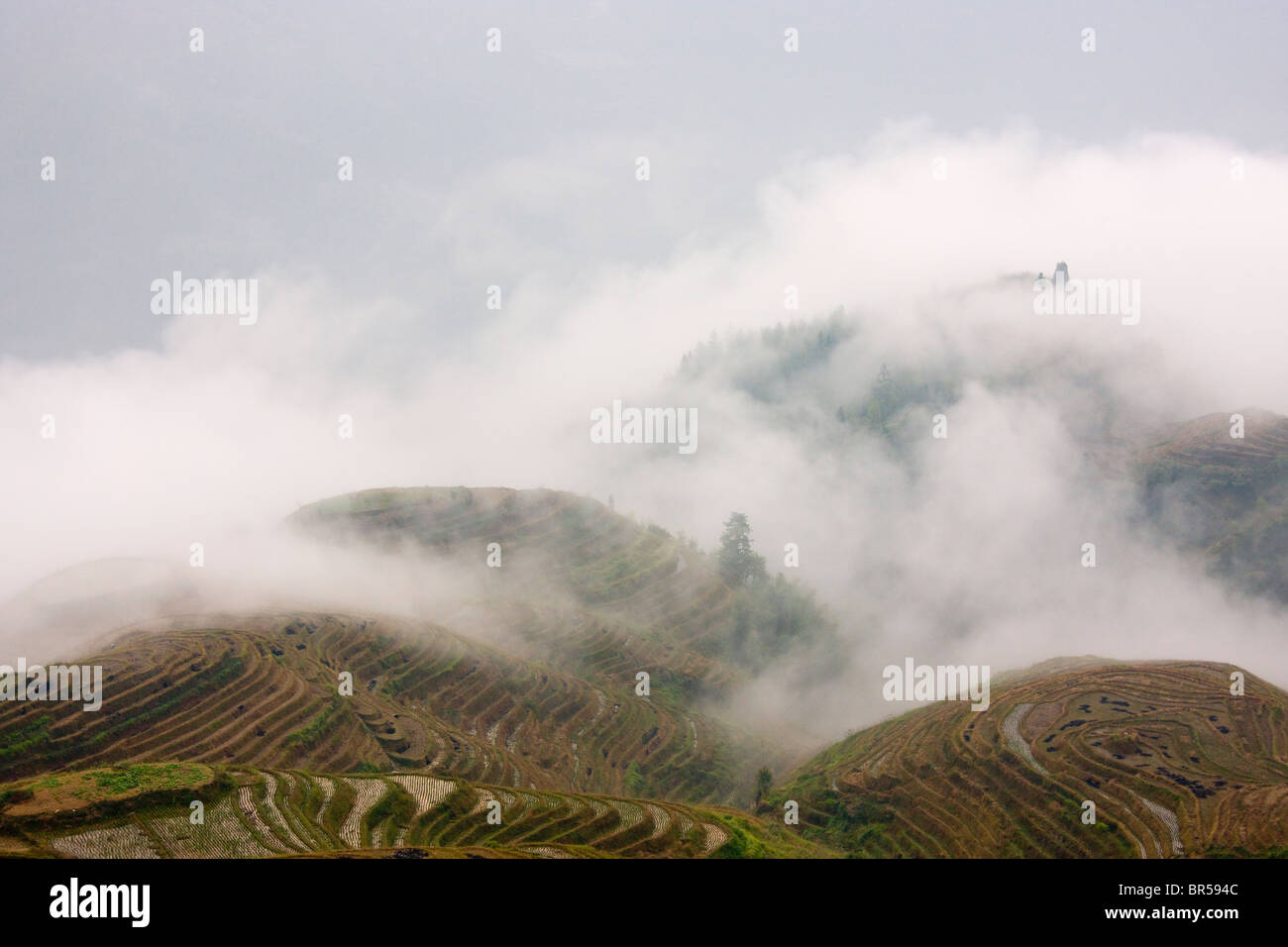 Reis-Terrassen in der Berg in Nebel, Longsheng, Guangxi, China Stockfoto