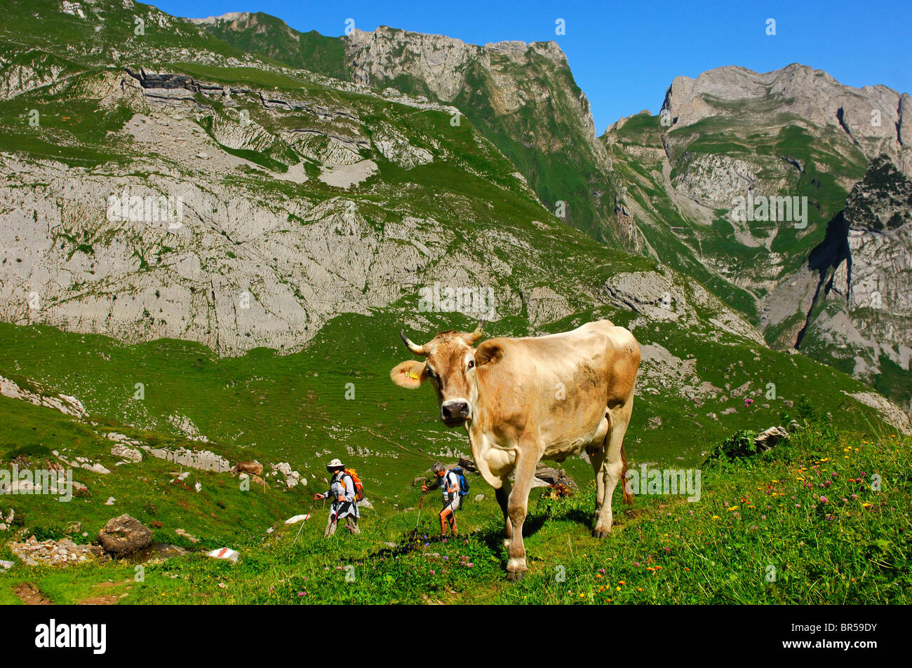 Kuh und Wanderer im Wandergebiet Alpstein mountain range, Kanton Obwalden, Schweiz Stockfoto