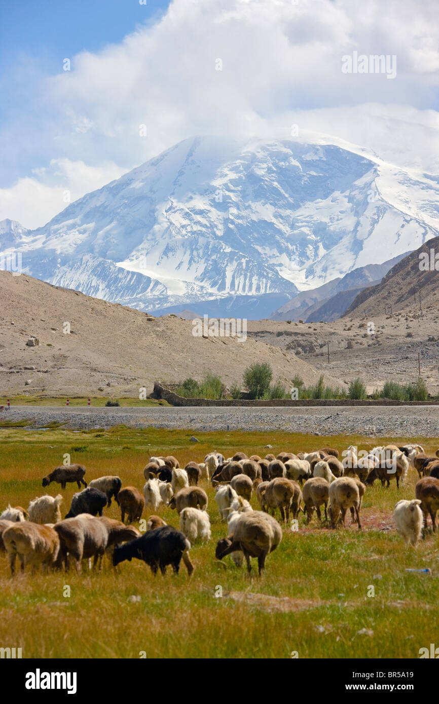 Schafe und Yaks grasen auf der Wiese, Mt. Kunlun in der Ferne, Pamir Plateau, Xinjiang, China Stockfoto