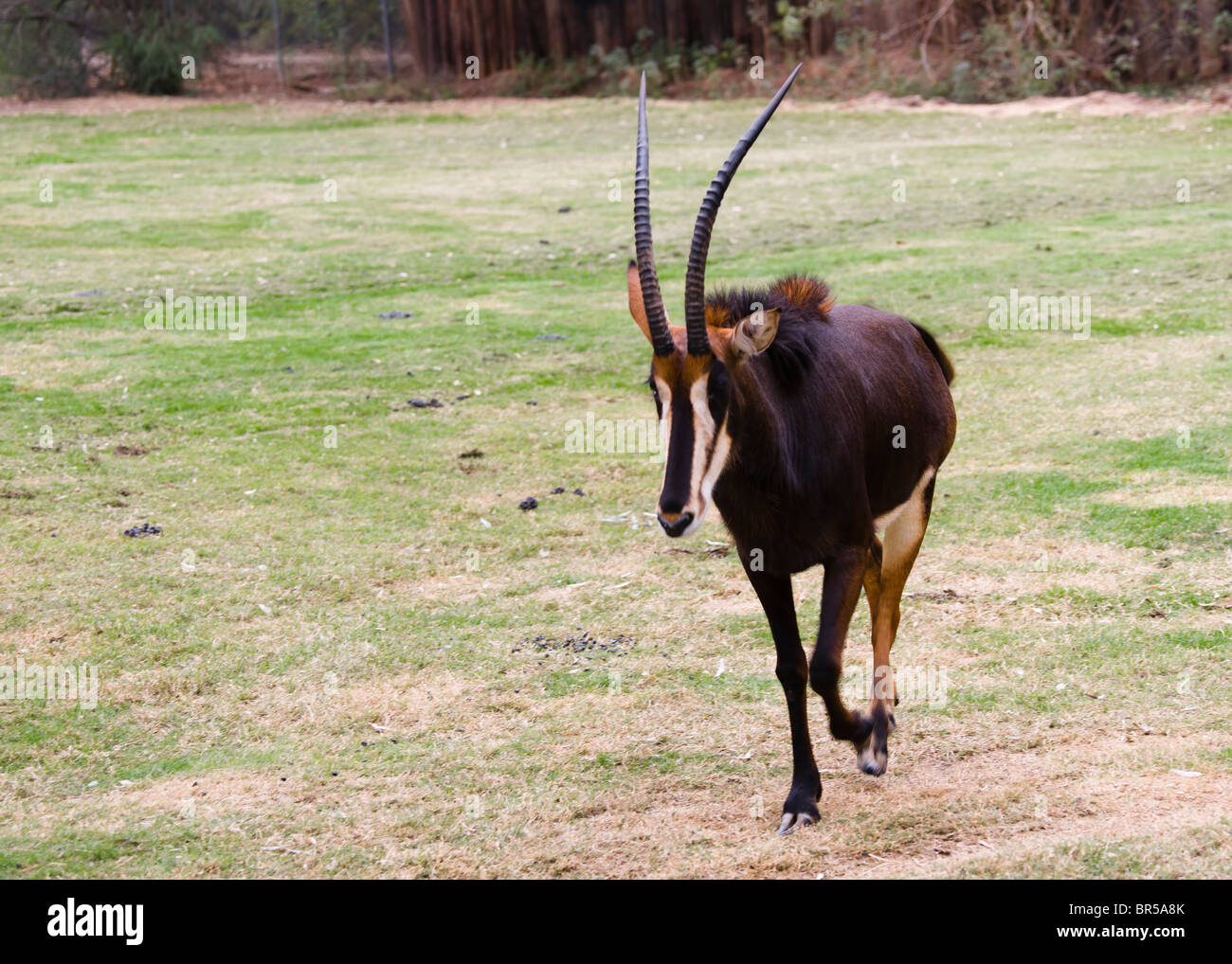 Rappenantilope (Hippotragus Niger) Stockfoto