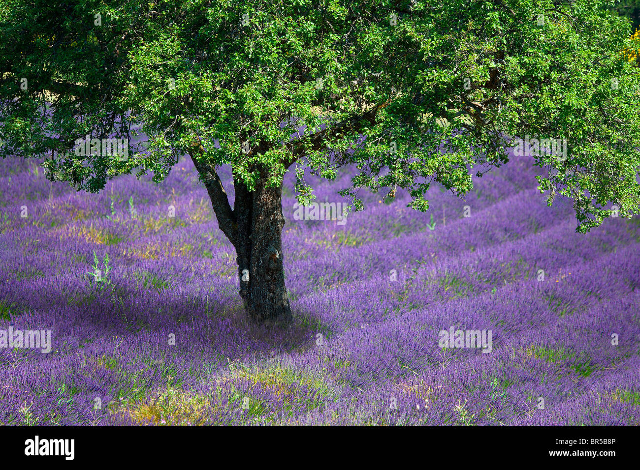 Europa, Frankreich, Vaucluse (84), Baum in einem Lavendelfeld Stockfoto