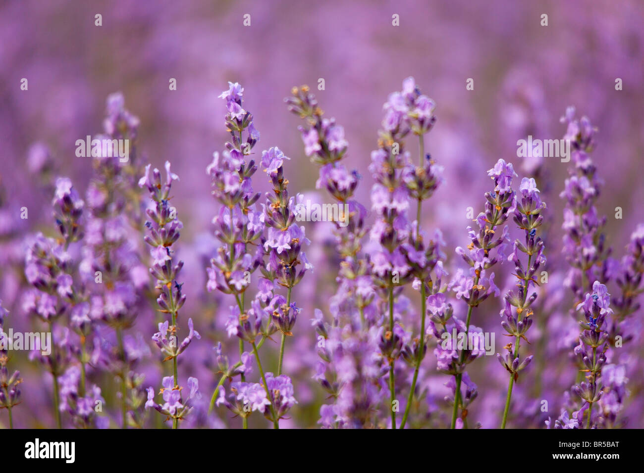 Europa, Frankreich, Lavendel Feld in der Provence Vaucluse (84) Stockfoto