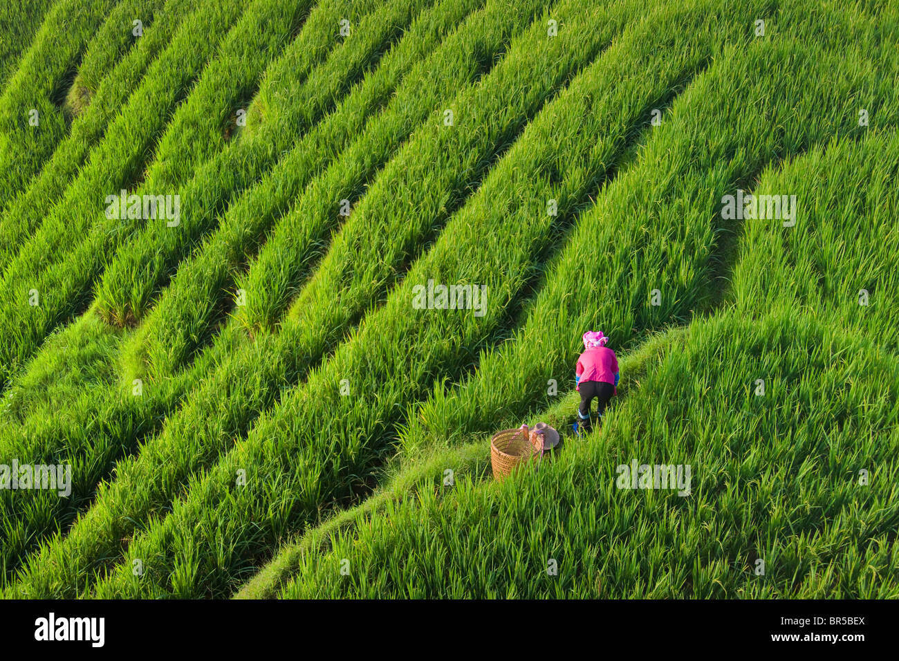 Zhuang Mädchen mit Reis-Terrassen in den Berg, Longsheng, Provinz Guangxi, China Stockfoto