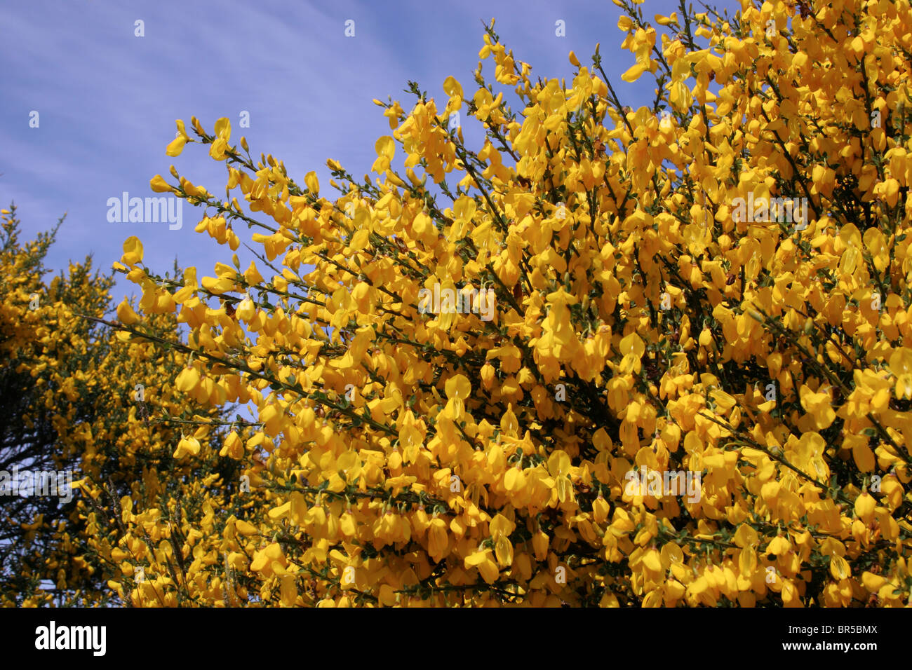 Ginster (Cytisus Scoparius: Fabaceae), UK. Stockfoto