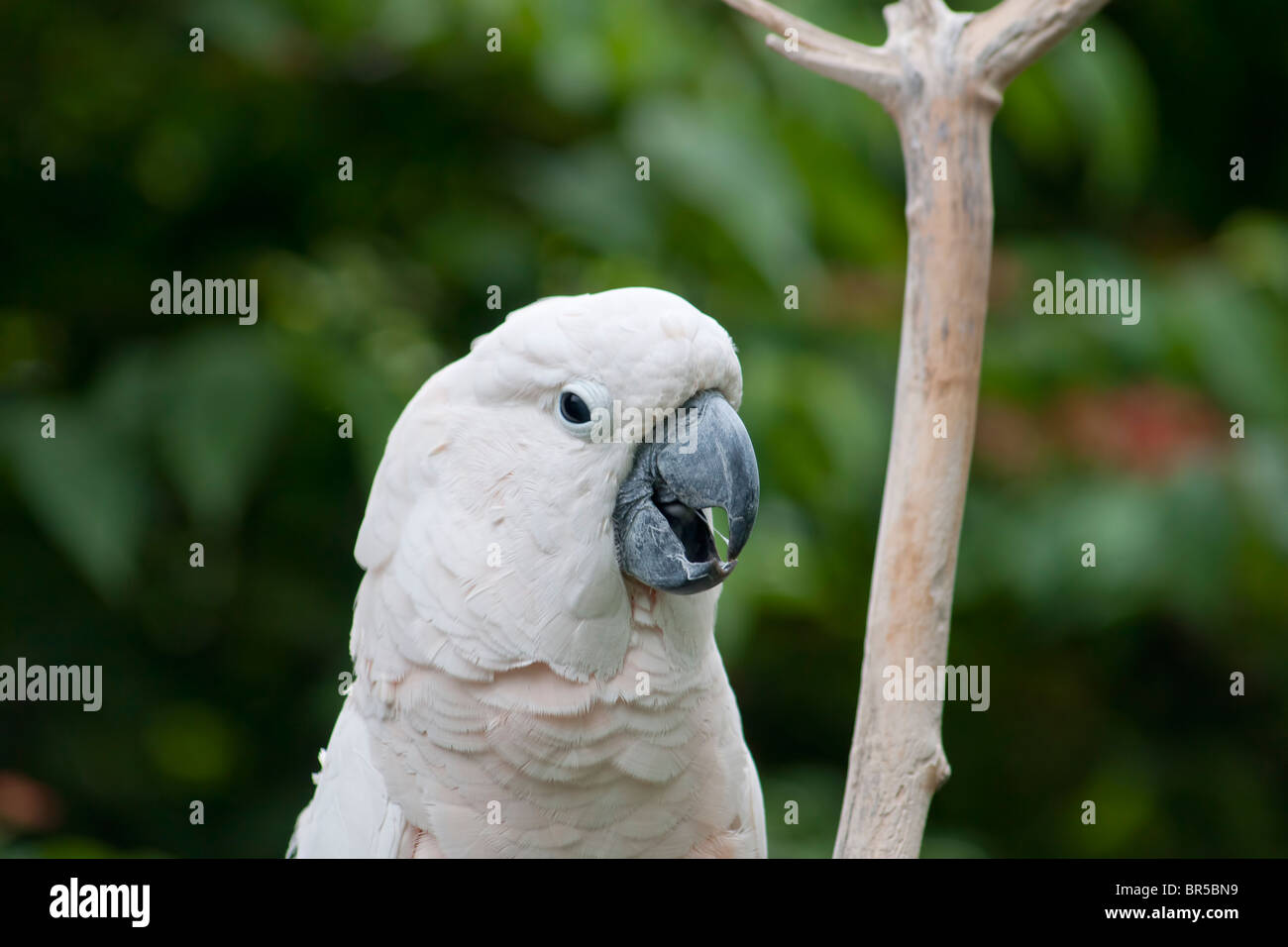 Der weiße Kakadu, Cacatua Alba (auch bekannt als das Dach Kakadu oder U2) Stockfoto