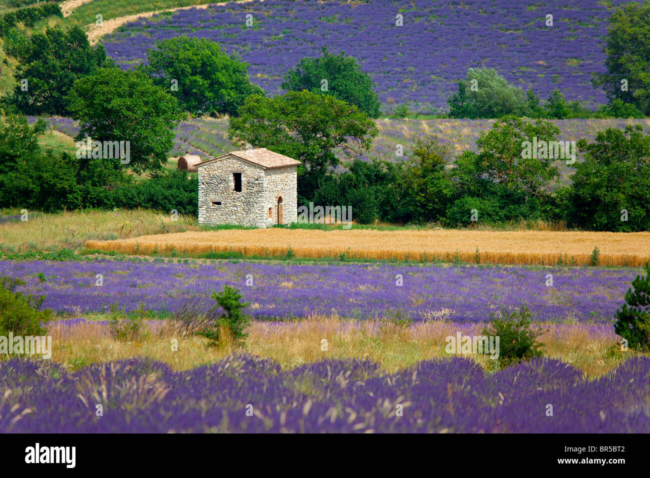 Europa, Frankreich, Vaucluse (84), Sault, Haus in einem Lavendelfeld Stockfoto