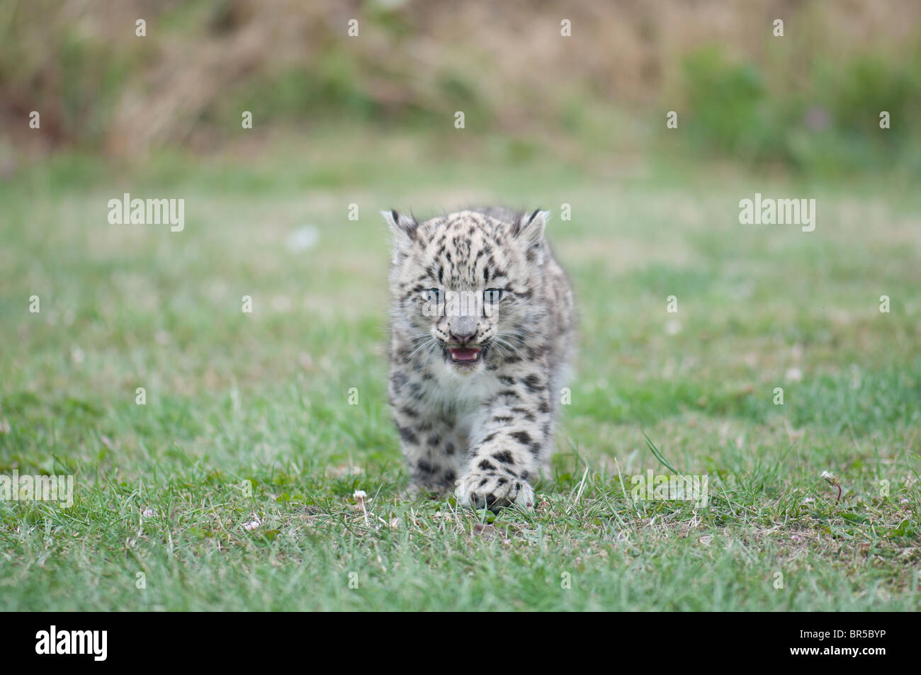 Ein einsamer Snow Leopard Cub Stockfoto