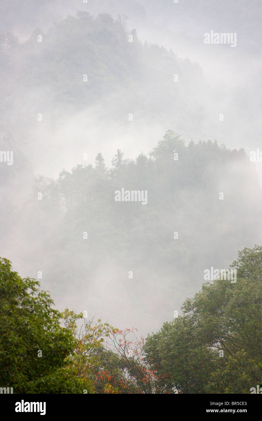 Landschaft des Waldes in den Bergen im Nebel, Ya'an, Sichuan, China Stockfoto