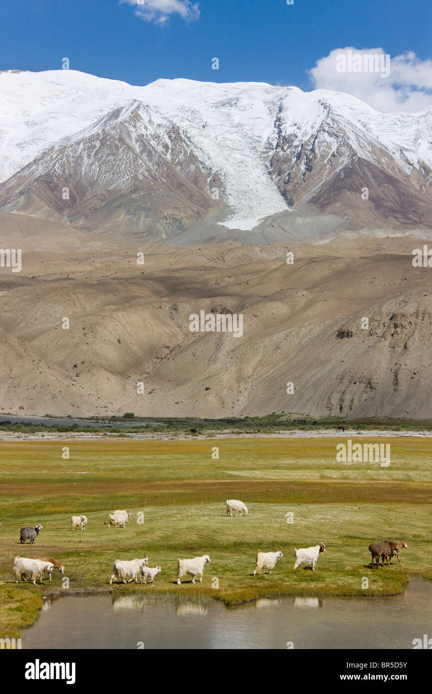 Bergziegen auf der Wiese mit Gletscherwasser, Mt. Kunlun in der Ferne, Pamir Plateau, Xinjiang, China Stockfoto