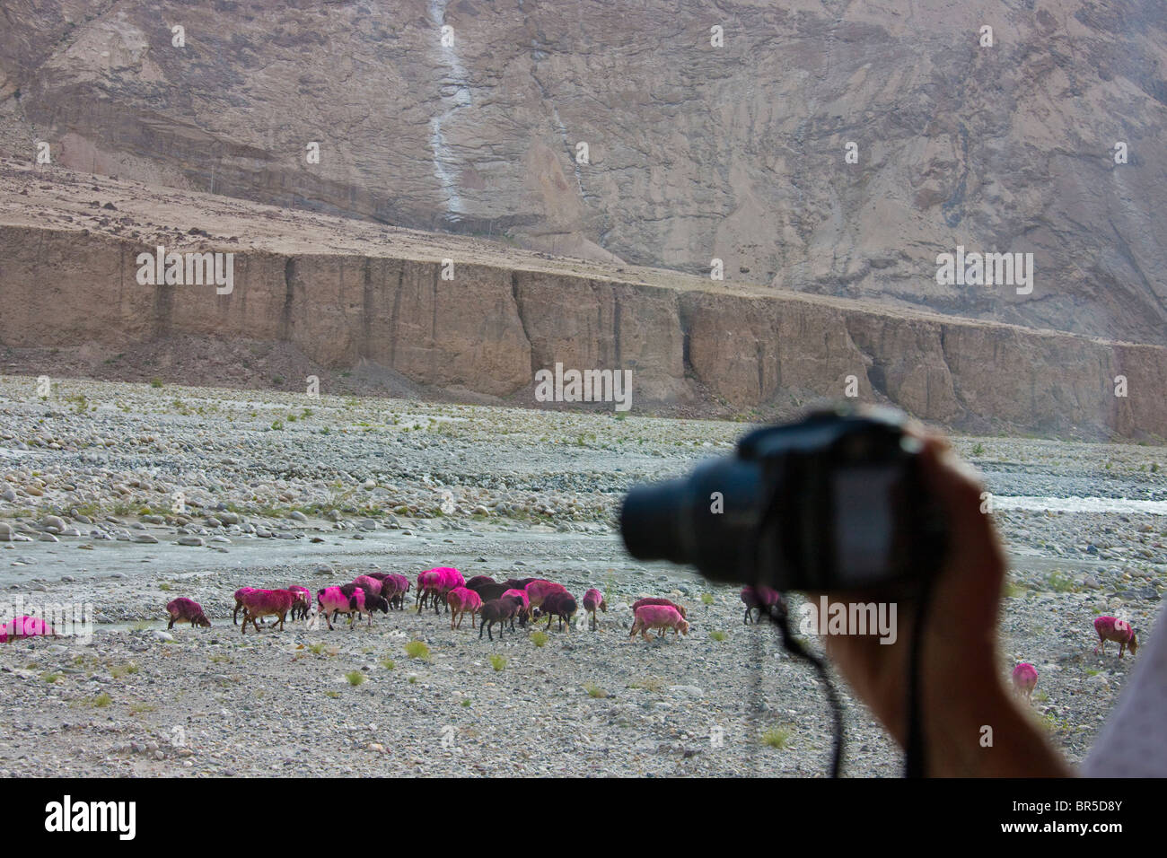 Touristische Photopgrahing Schafe auf Pamir Plateau, Xinjiang, China Stockfoto