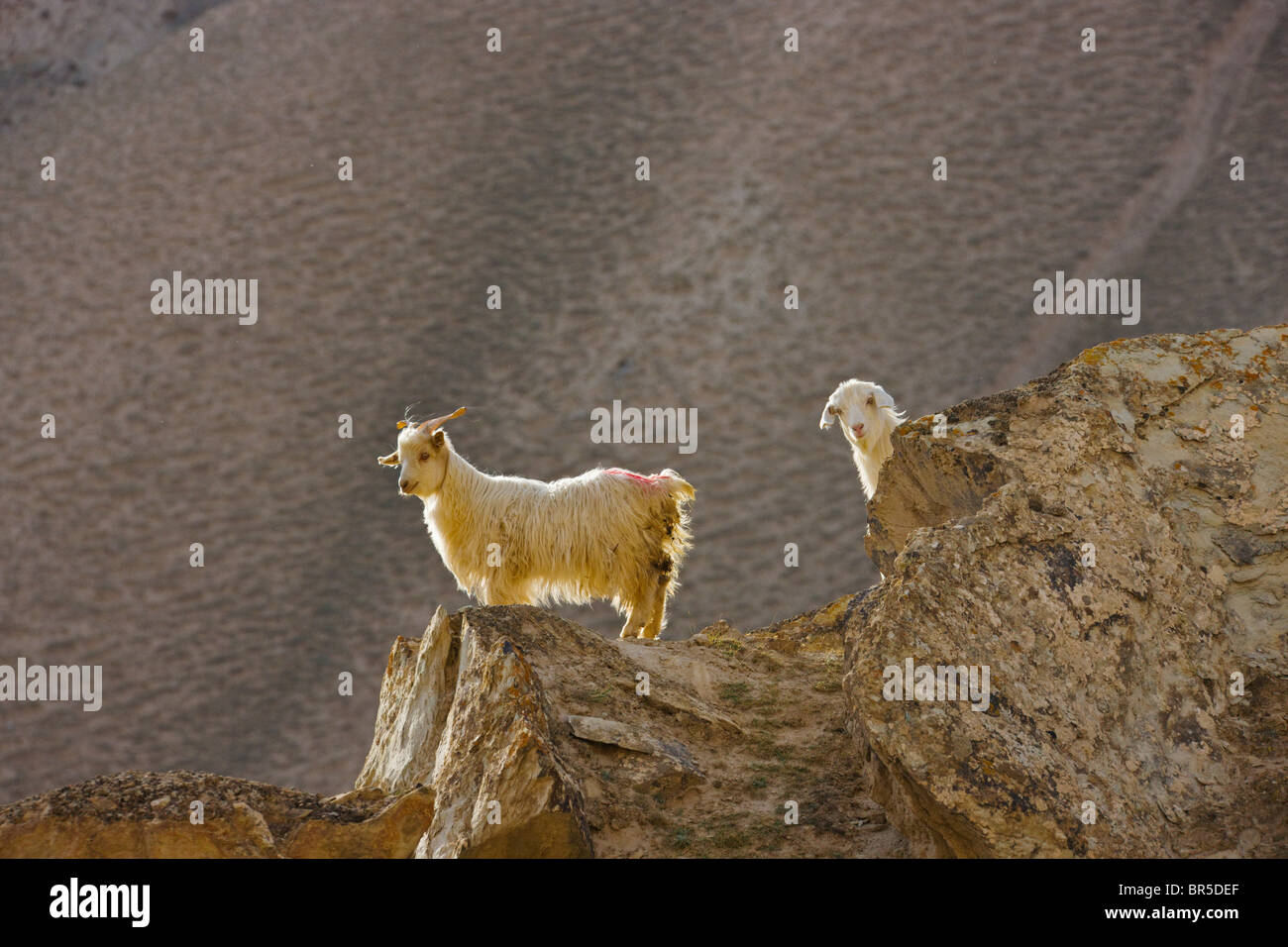 Bergziegen in Aoyitage Valley, Pamir-Plateau, Xinjiang, China Stockfoto