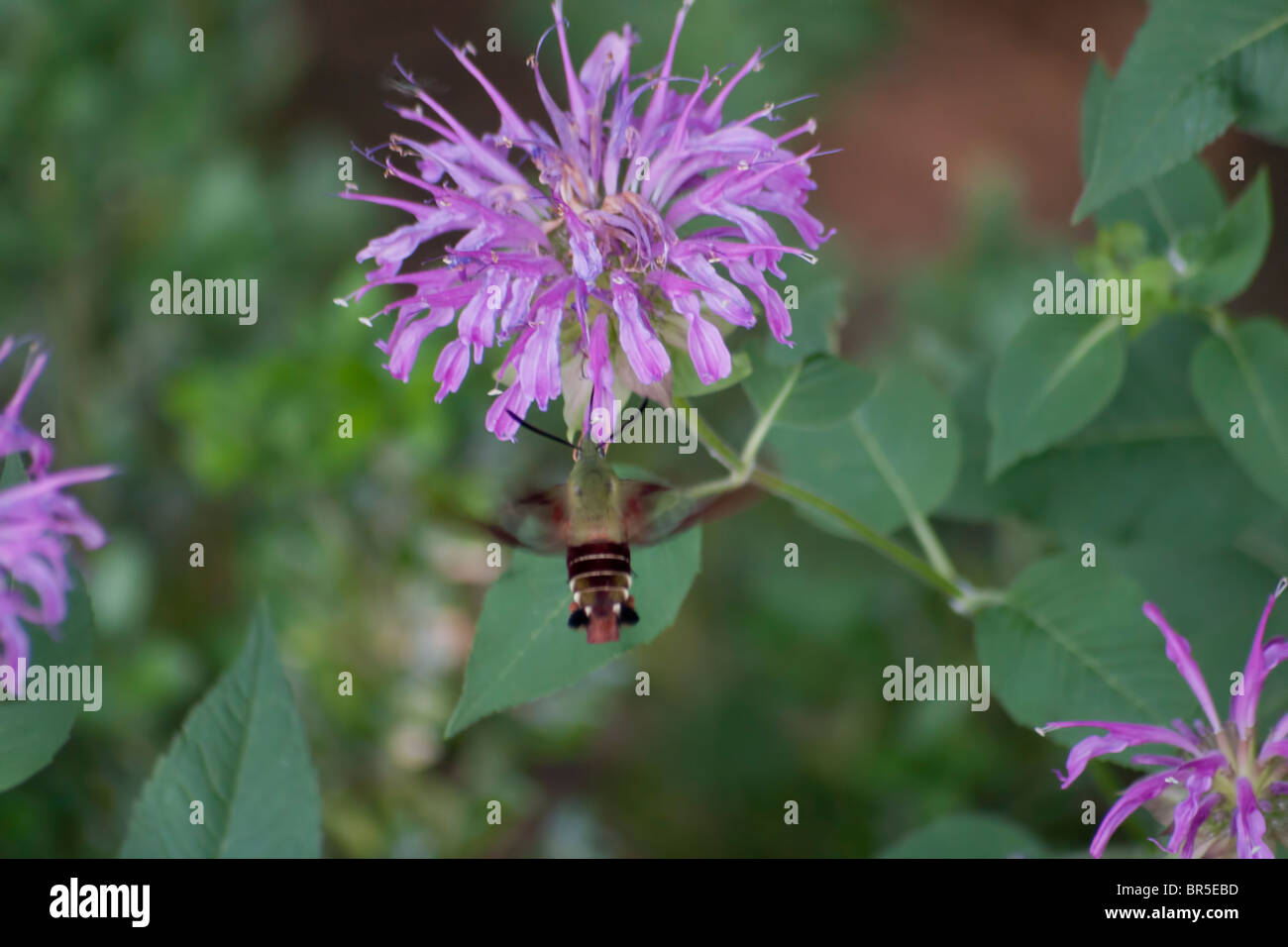 Snowberry Clearwing Kolibri Motten (Hemaris Thysbe) Stockfoto
